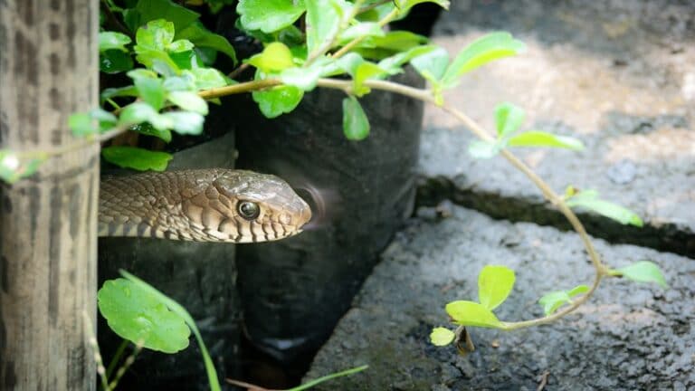 Snakes in your Basement, Crawl Space or Sump Pit